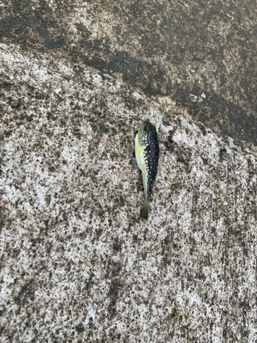 クサフグの釣果