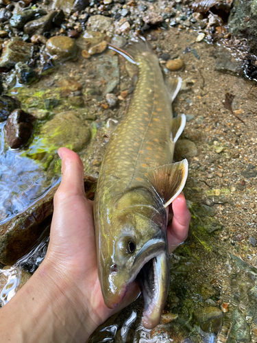 イワナの釣果