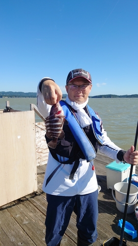 マハタの釣果