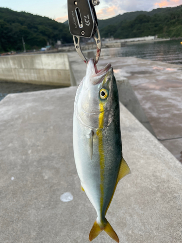 ヒラマサの釣果