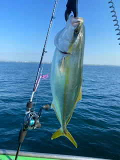 イナダの釣果