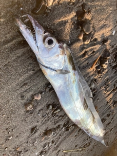 タチウオの釣果