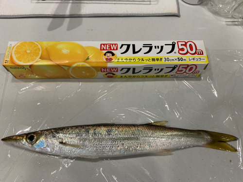 カマスの釣果