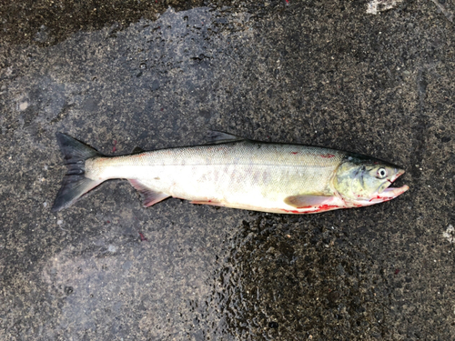 サケの釣果