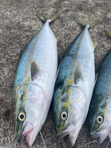 イナダの釣果