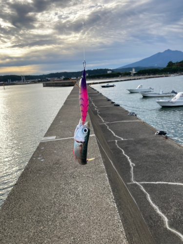 サバの釣果