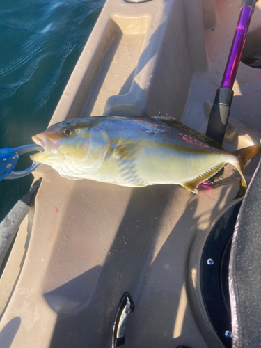 ショゴの釣果