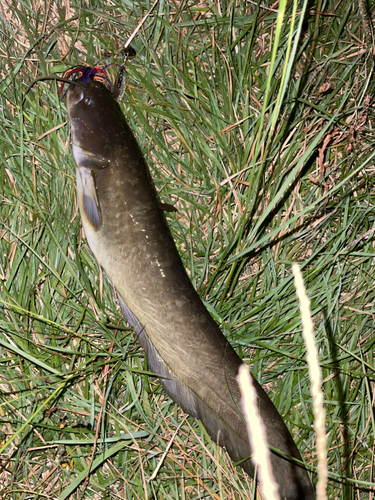 ナマズの釣果