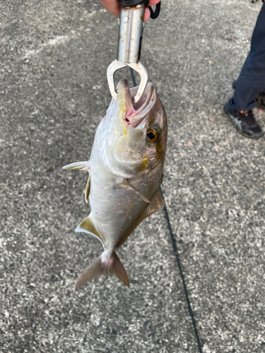 ネイリの釣果