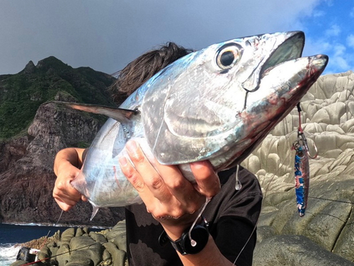 スマガツオの釣果