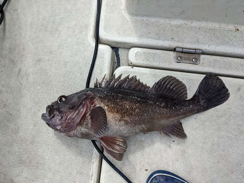 クロソイの釣果