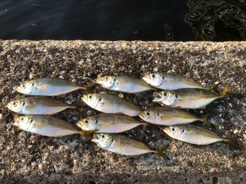 アジの釣果