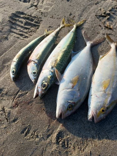 ショゴの釣果