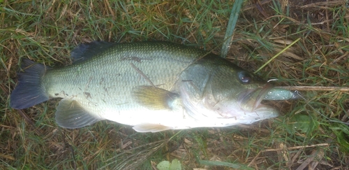 ラージマウスバスの釣果