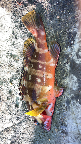 アカハタの釣果