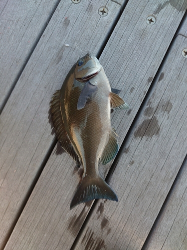 メジナの釣果