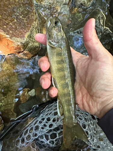 イワナの釣果