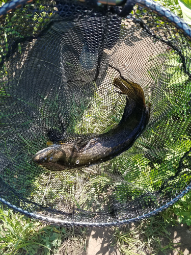 ライギョの釣果