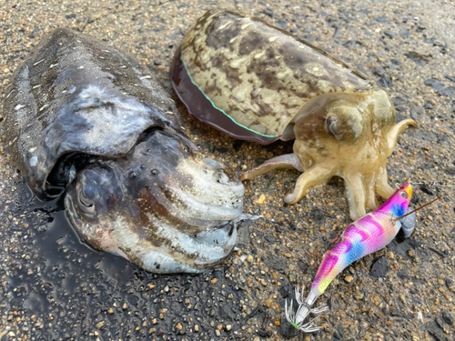 コウイカの釣果