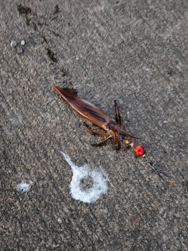 イカの釣果