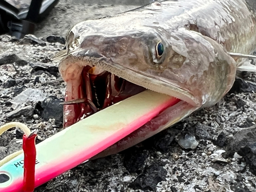 エソの釣果