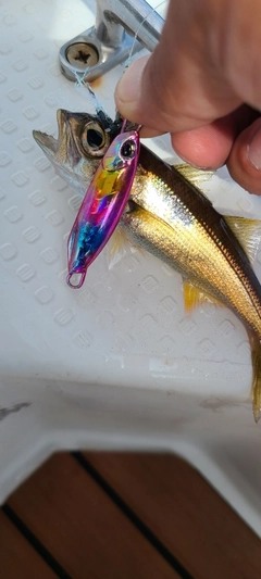 クロムツの釣果