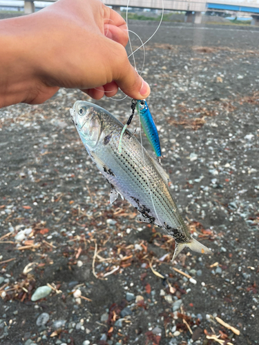 コノシロの釣果