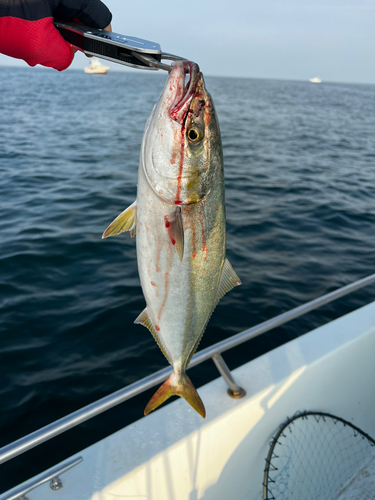 ハマチの釣果