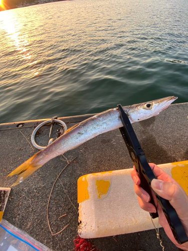 カマスの釣果