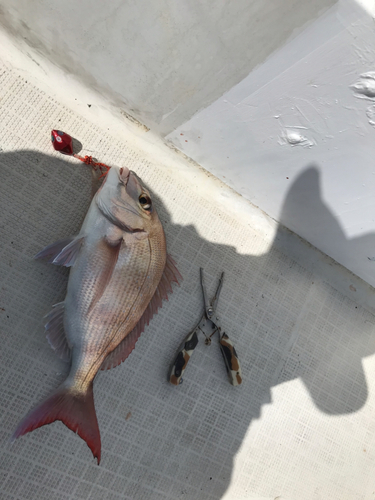 マダイの釣果