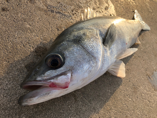 スズキの釣果