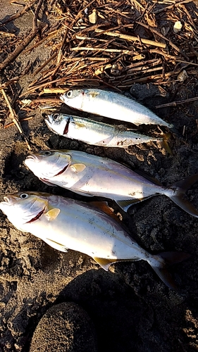 ショゴの釣果