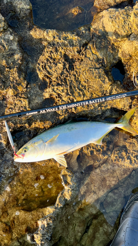 イナダの釣果