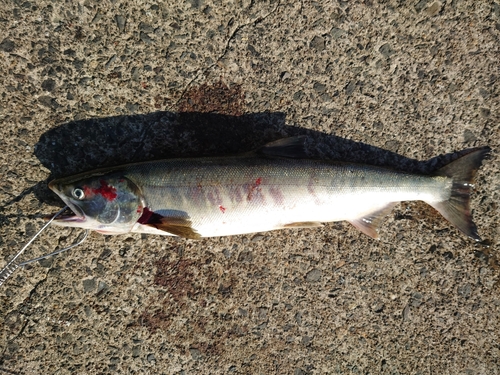 アキアジの釣果