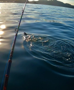 シイラの釣果