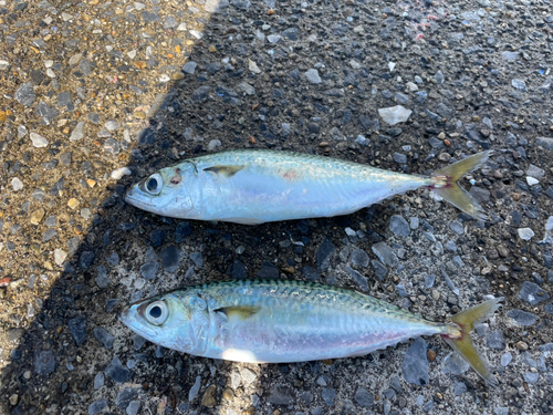 サバの釣果