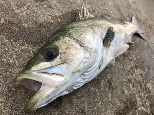 スズキの釣果