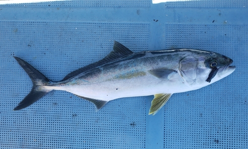 ハマチの釣果