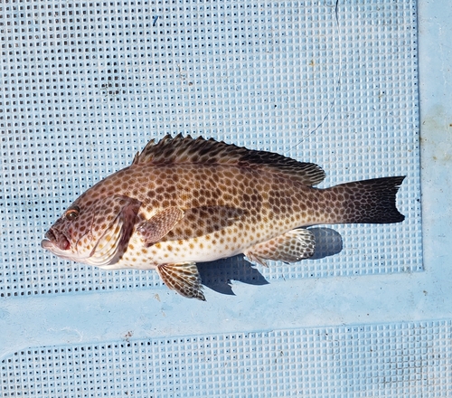 オオモンハタの釣果