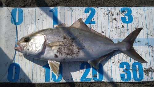 ショゴの釣果