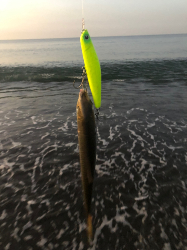 コノシロの釣果