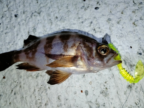 メバルの釣果