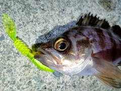 メバルの釣果