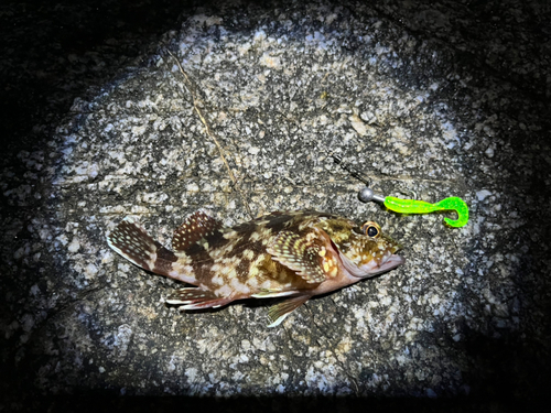 タケノコメバルの釣果