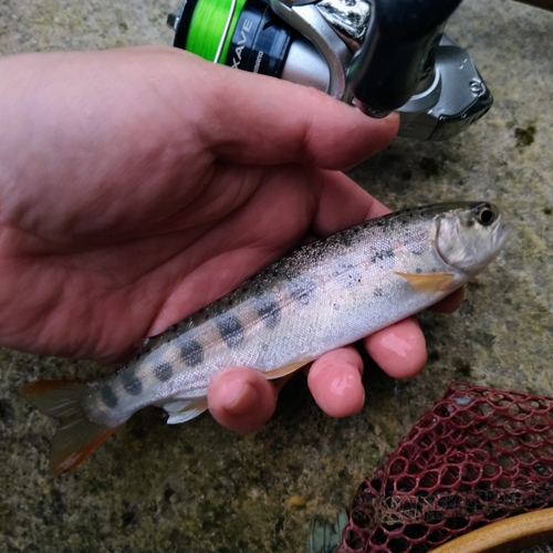 アマゴの釣果