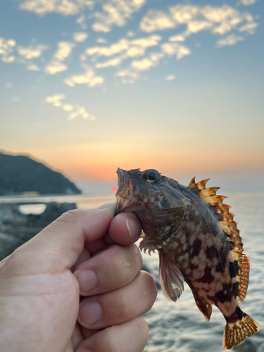 カサゴの釣果