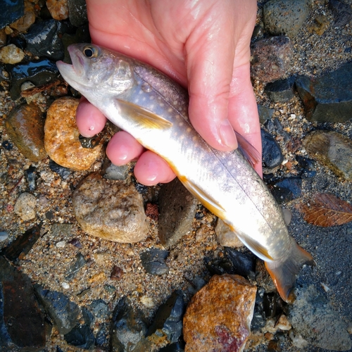 イワナの釣果