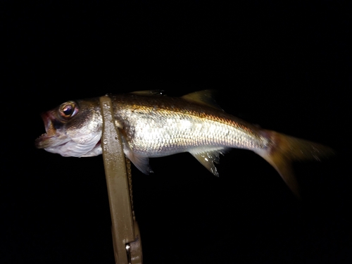 ムツの釣果