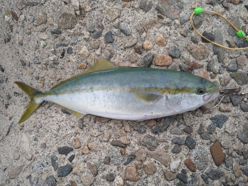 ツバスの釣果