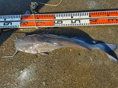 アメリカナマズの釣果